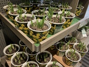 10th Feb 2025 - Fancy a Pot of Daffodils?