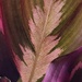 Prayer Plant