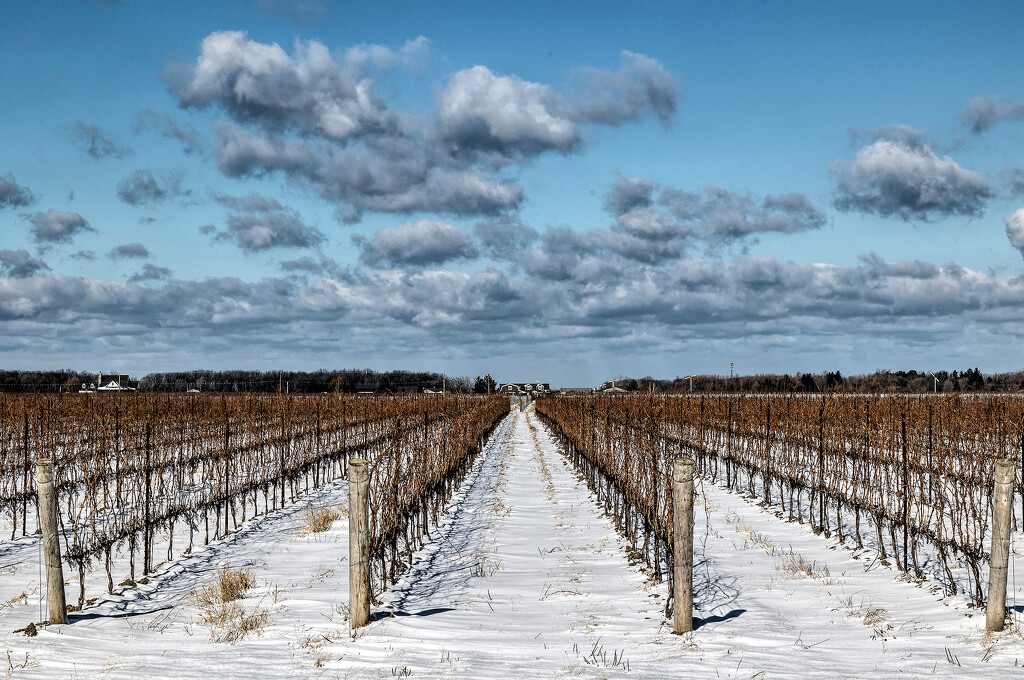 Winter Vines of Niagara by pdulis