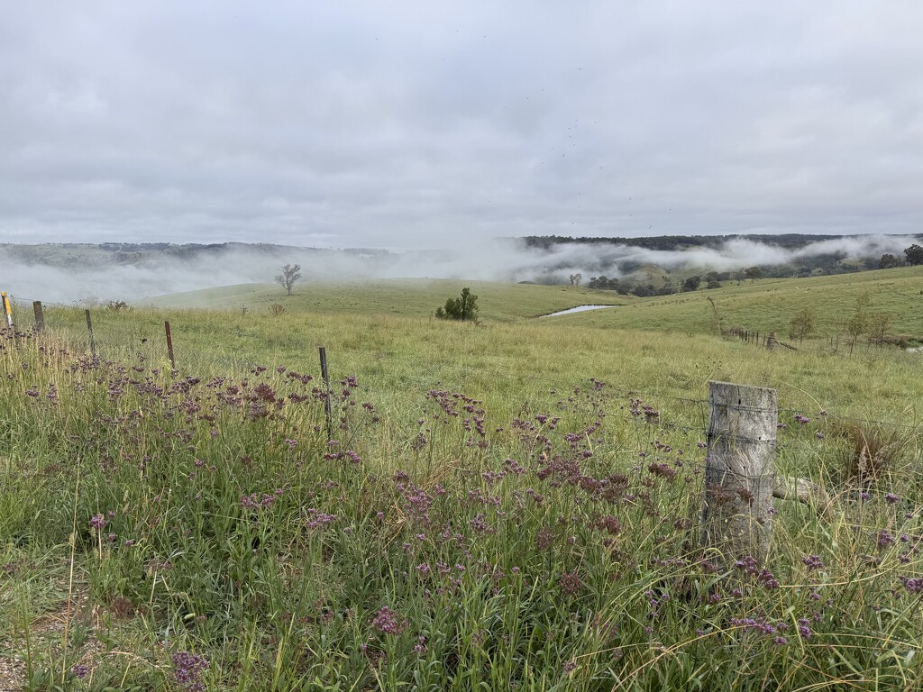 Misty Morning by purdeygrey