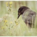 Crow Time