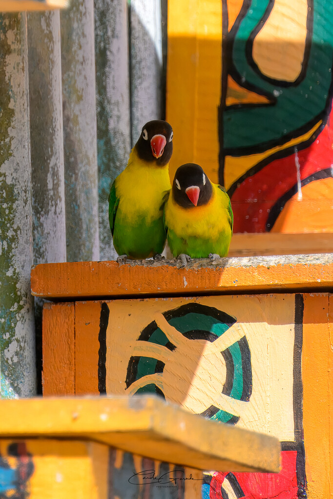 Love Birds by yorkshirekiwi