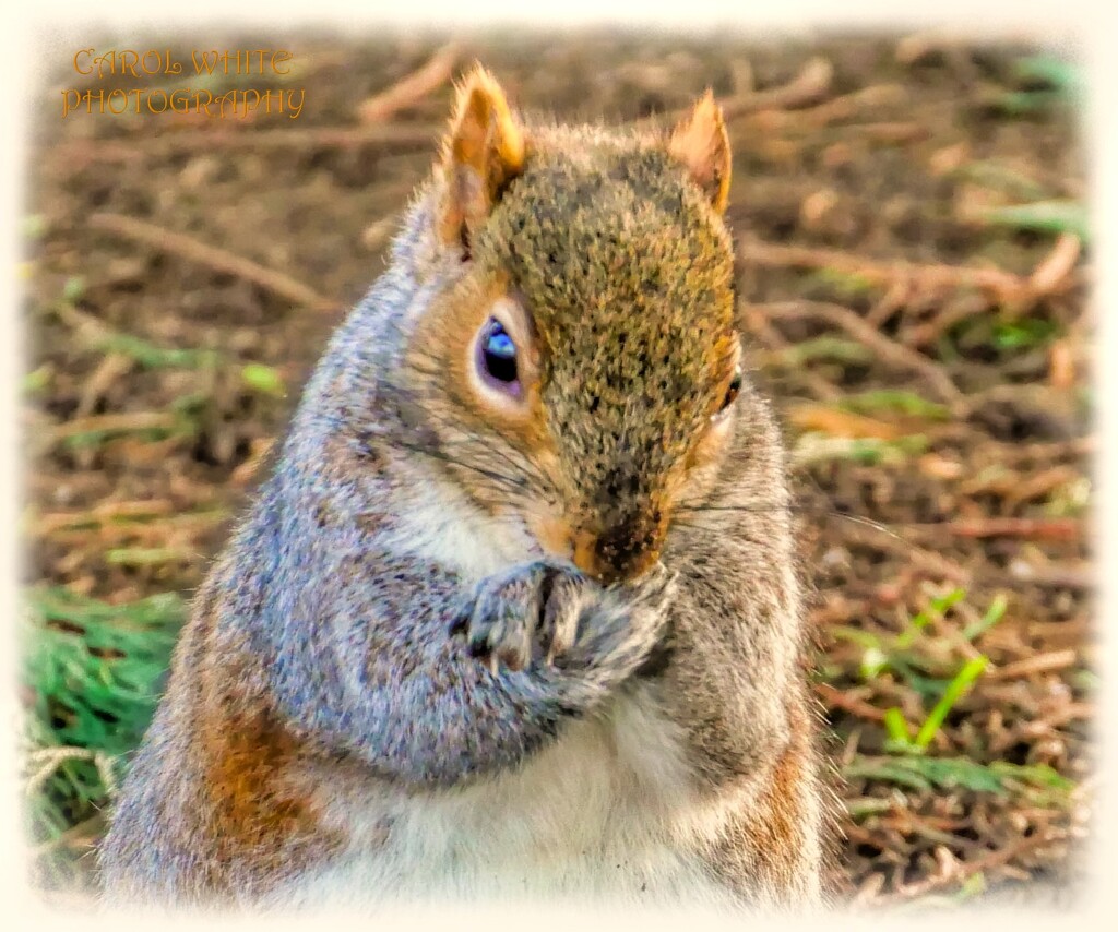 Little Paws by carolmw
