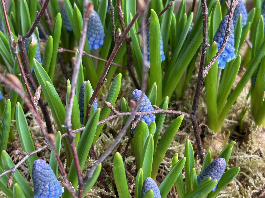 Grape Hyacinths by 365projectmaxine