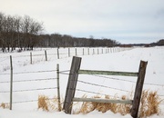11th Feb 2025 - The Pasture in Winter