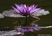 11th Feb 2025 - Purple Reigns