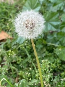 11th Feb 2025 - Dandelion