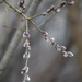 Young male catkin by haskar