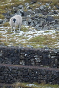 11th Feb 2025 - grass rocks snow 