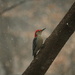 Red-bellied woodpecker in the snow by librarymom