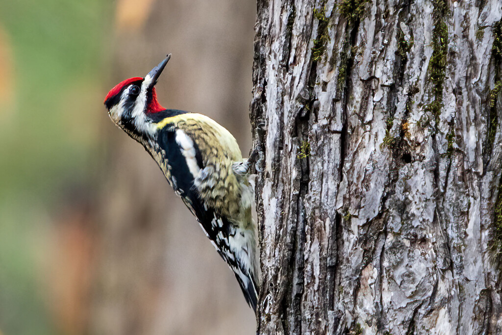 Yellow Bellied Sapsucker by kvphoto