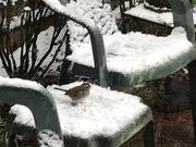 12th Feb 2025 - Enjoying a Snow Day