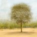Tree Pep-Style in Colour