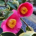 Shira Fukuren Camellia 