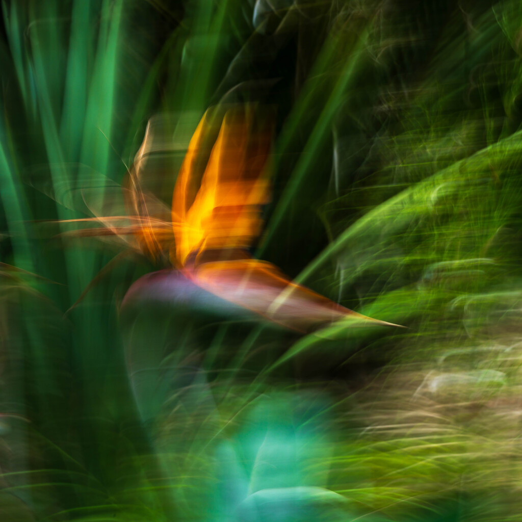 Strelitzia - Bird of Paradise by yaorenliu