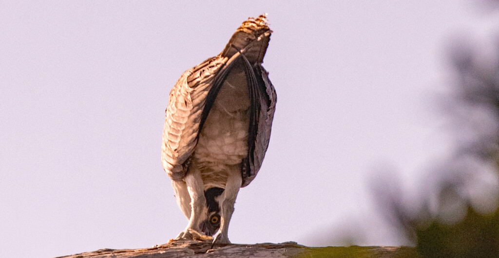 Osprey Looking Back! by rickster549