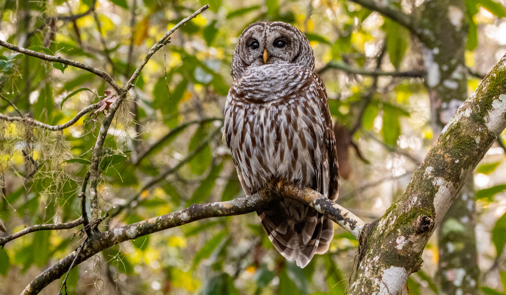 The Owl Was Wide Awake! by rickster549