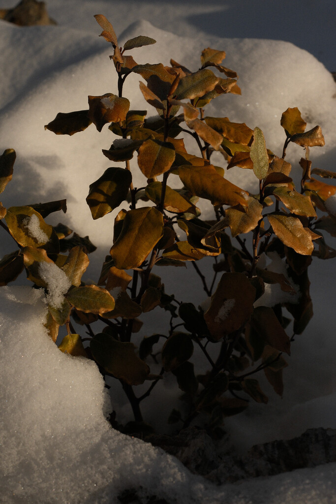 Will it make it through the winter? by josharp186