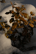 10th Feb 2025 - Will it make it through the winter?