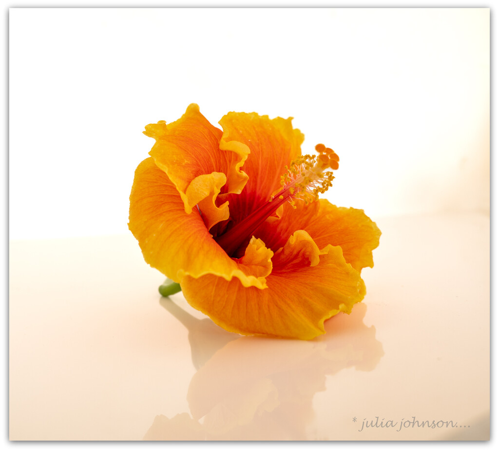 Tropical... by julzmaioro