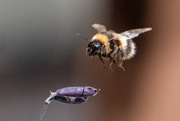 12th Feb 2025 - Buzzing In