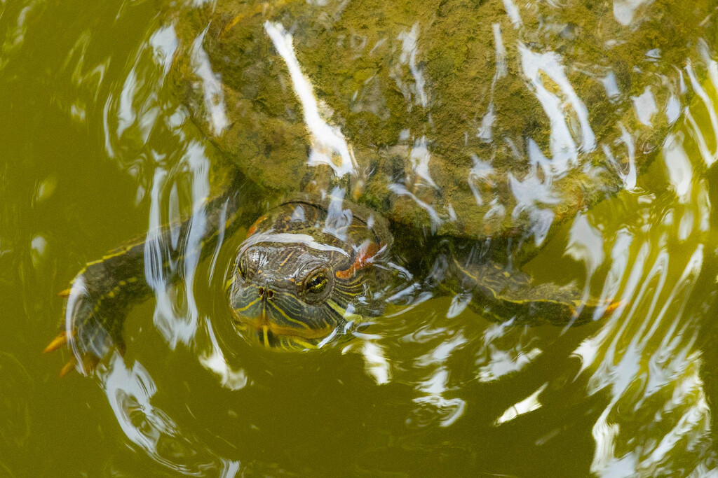 Red Eared Slider. by lumpiniman