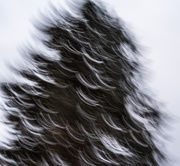 11th Feb 2025 - Shaggy beast
