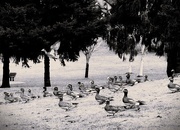 12th Feb 2025 - Ducks on Parade