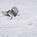 Jay Landing - Coming in for a Peanut by gardencat