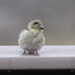 This must be a very young one. by essiesue