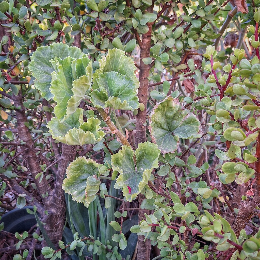 Mostly green  by salza