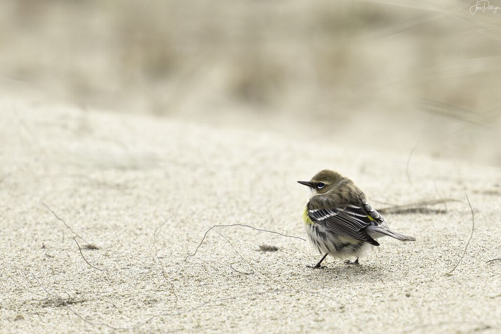 Yellow Rump by jgpittenger