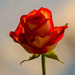 A rose by elisasaeter