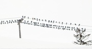 12th Feb 2025 - Birds on a Wire