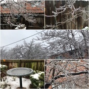 13th Feb 2025 - Nice Ice