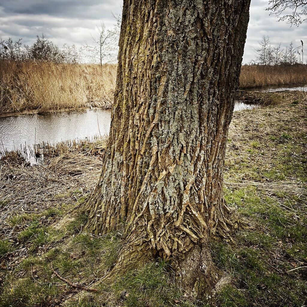 Cinematic tree by mastermek
