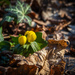 It's already blooming by haskar