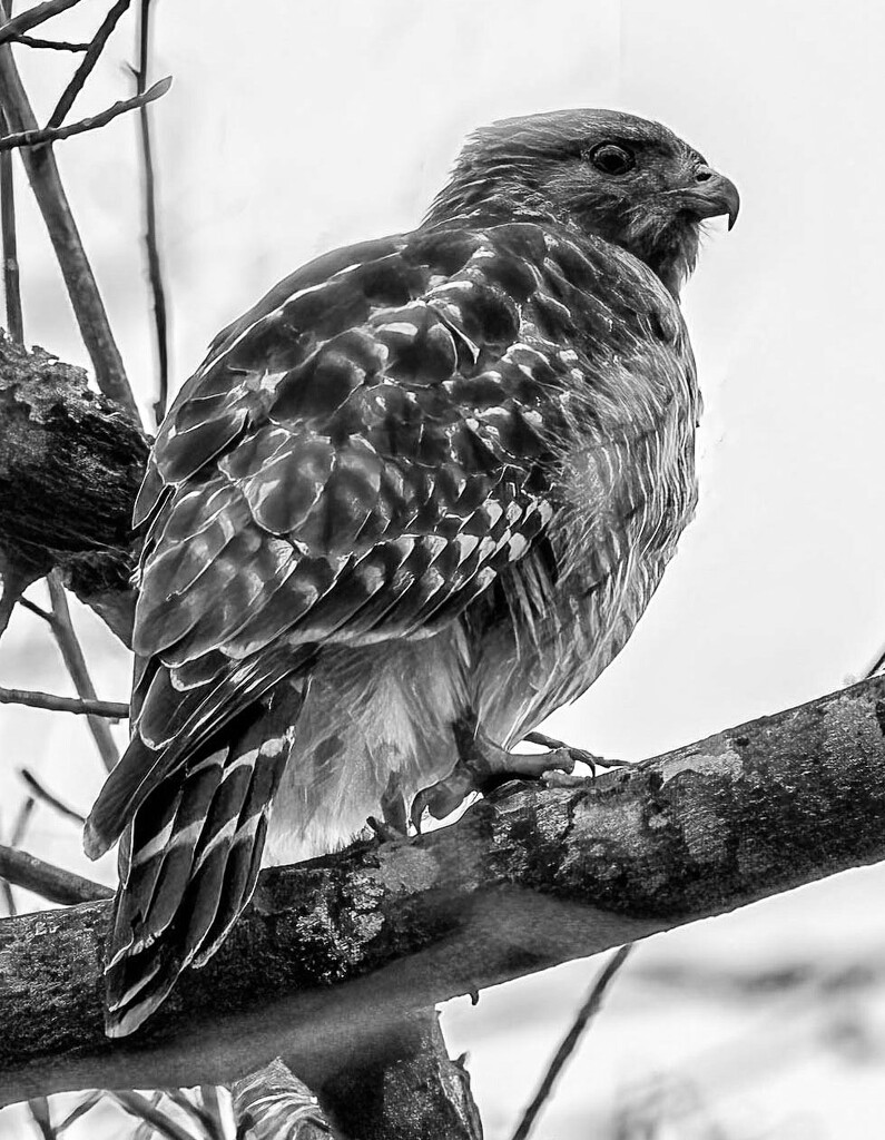 Hawk by kvphoto