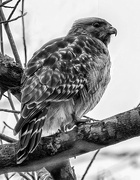 12th Feb 2025 - Hawk
