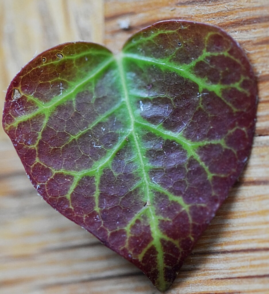 Leaf heart by dragey74