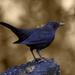 Blackbird by pcoulson