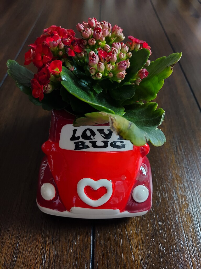 Love Bug by judyc57
