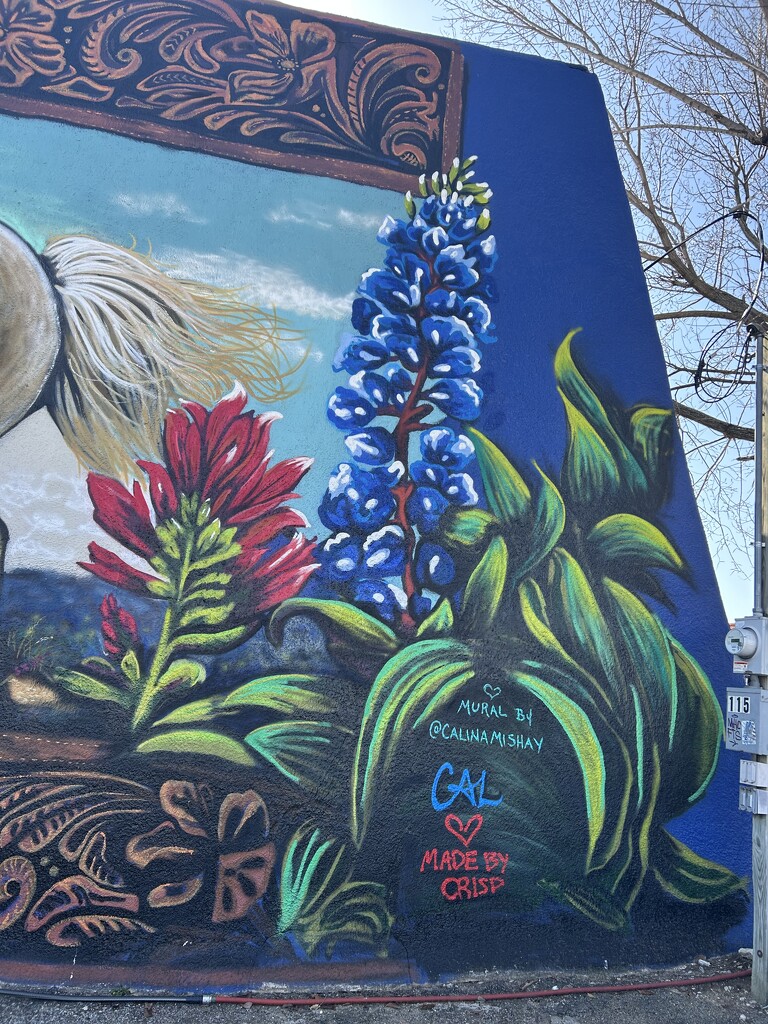Bluebonnet and Indian Paintbrush by bellasmom
