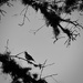 Viejo árbol. by lsod