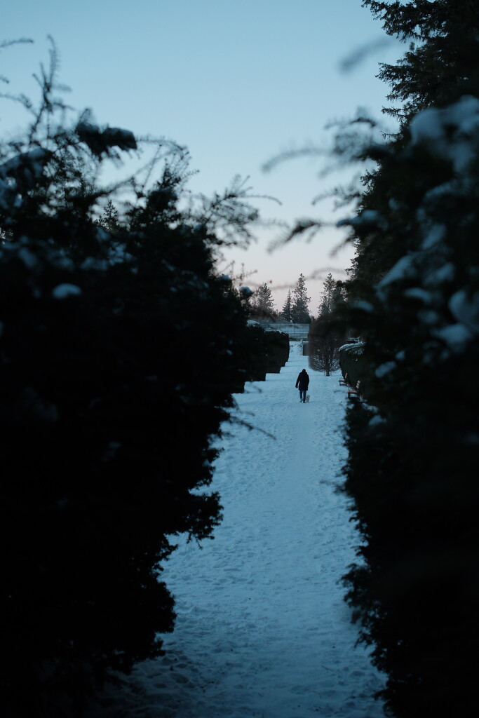 Frigid walk in the park by josharp186
