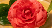 12th Feb 2025 - Camellia Close-up!