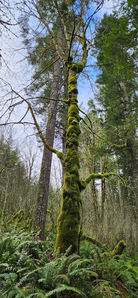 Totem Tree by travellyu