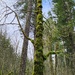 Totem Tree