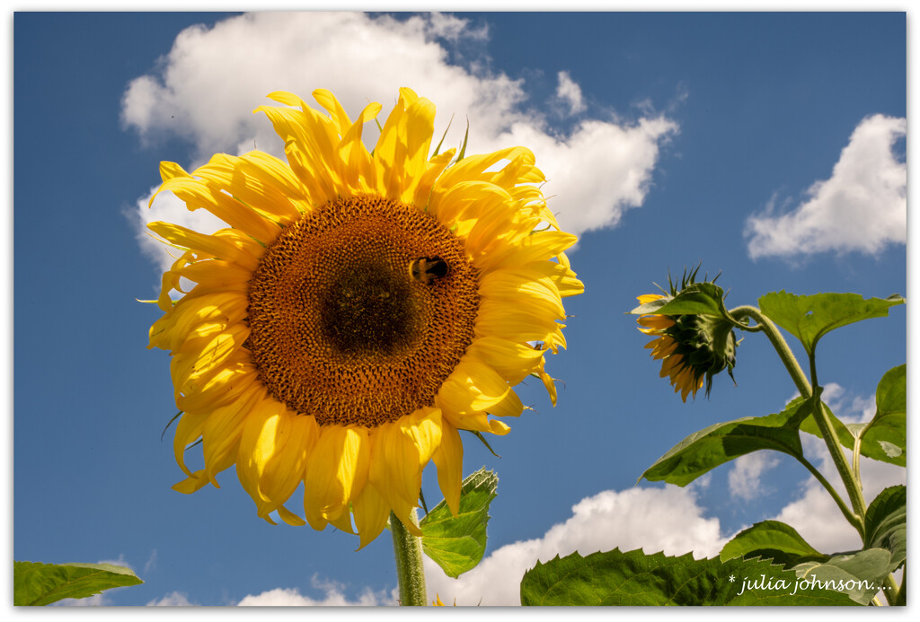 Reaching for the Sky... by julzmaioro