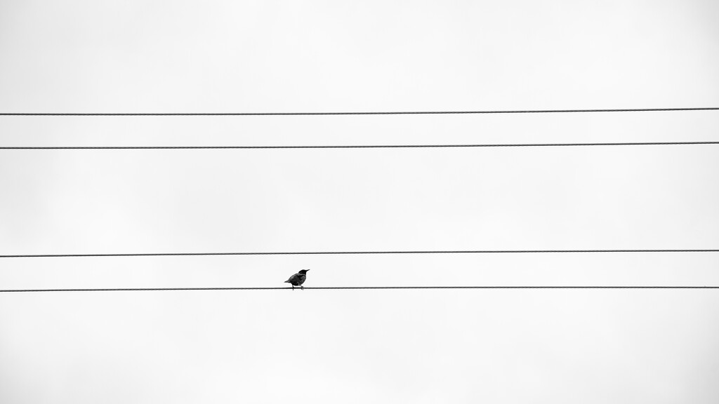 Starling on Karadoc by nannasgotitgoingon